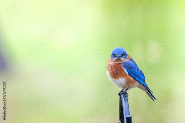 Fototapeta Eastern Bluebird