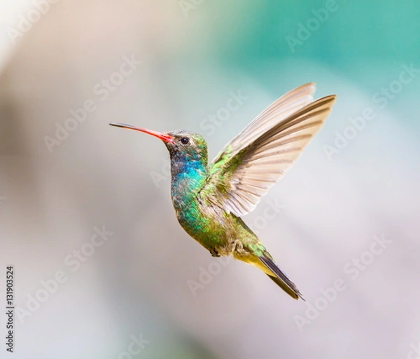 Obraz Broad Billed Hummingbird. Using different backgrounds the bird becomes more interesting and blends with the colors. These birds are native to Mexico and brighten up most gardens where flowers bloom.