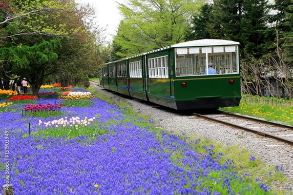 Obraz Sapporo train and flower park
