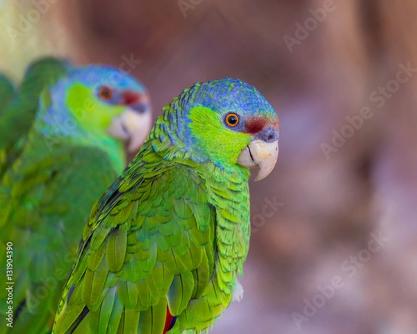 Fototapeta Amazonka z koroną bzu jest papugą endemiczną występującą na stokach Pacyfiku w Meksyku. Znana również jako amazonka Finscha, papuga charakteryzuje się zielonym upierzeniem, bordowym czołem i fioletowo-niebieską koroną.