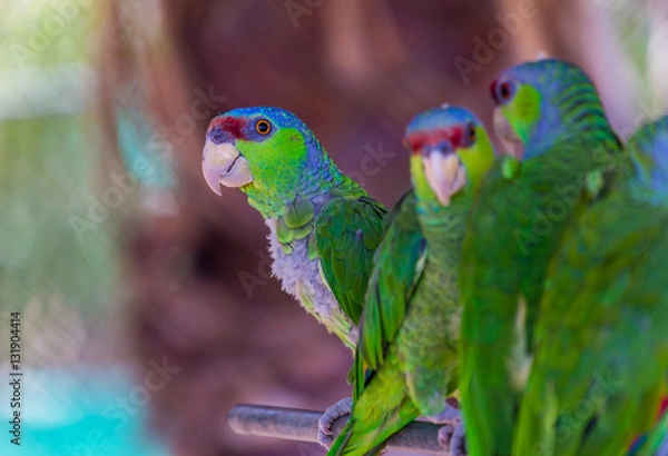 Fototapeta The lilac-crowned amazon is a parrot endemic to the Pacific slopes of Mexico. Also known as Finsch's amazon, the parrot is characterized by green plumage, a maroon forehead, and violet-blue crown.