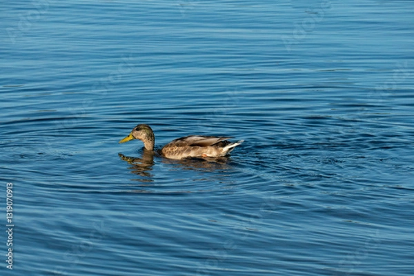 Obraz Enten stecken den Kopf ins  Wasser und das Schwänzchen in die Höh, wie im Kinderlied
