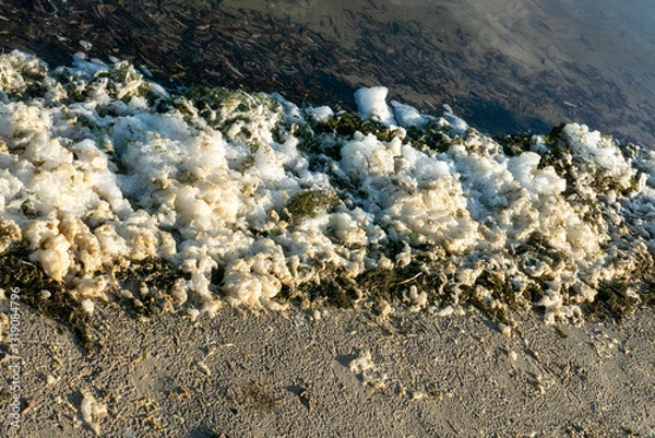 Obraz Meerschaum und Algen am Ufer des Veluwe Meer angespült