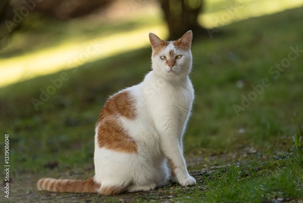 Obraz Chat blanc et roux avec strabisme
