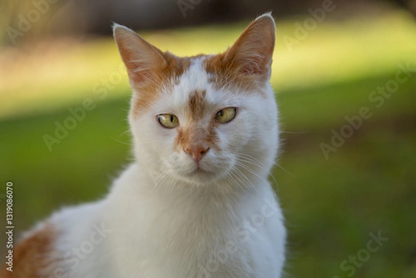 Obraz Chat blanc et roux avec strabisme