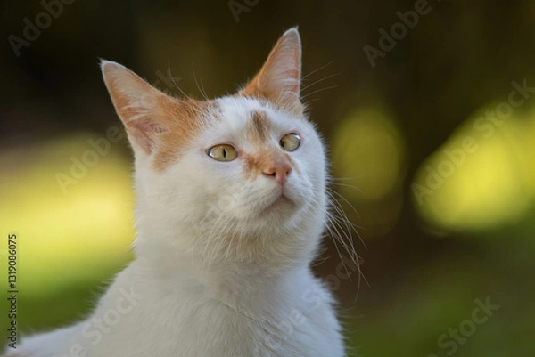 Obraz Chat blanc et roux avec strabisme