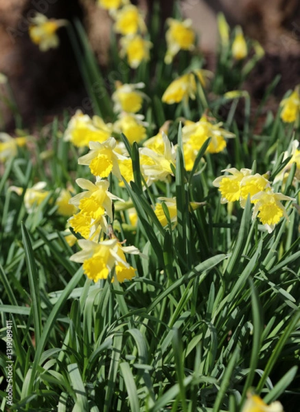 Fototapeta Closeup of a patch of Daffodils in Spring sunlight, Nottinghamshire England
