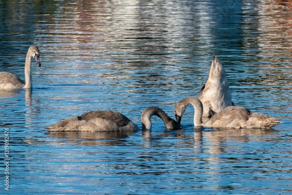 Obraz Junge Schwäne spielem auf dem Wasser zu und stecken den Kopf unter Wasser