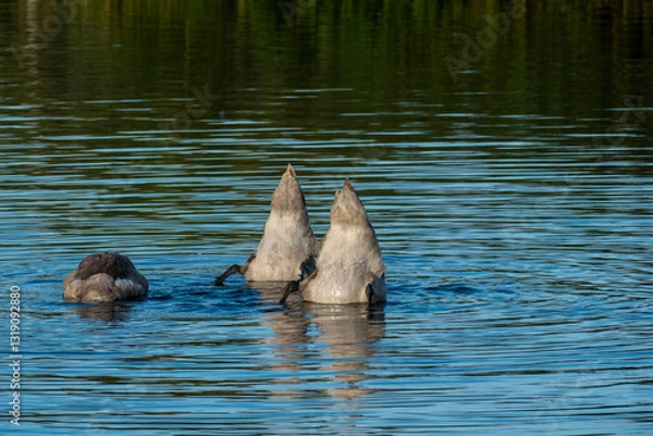 Obraz Junge Schwäne spielem auf dem Wasser zu und stecken den Kopf unter Wasser