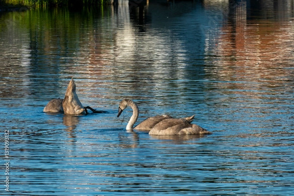 Obraz Junge Schwäne spielem auf dem Wasser zu und stecken den Kopf unter Wasser