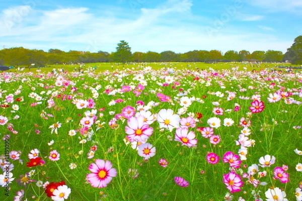 Obraz 昭和記念公園のコスモス祭り