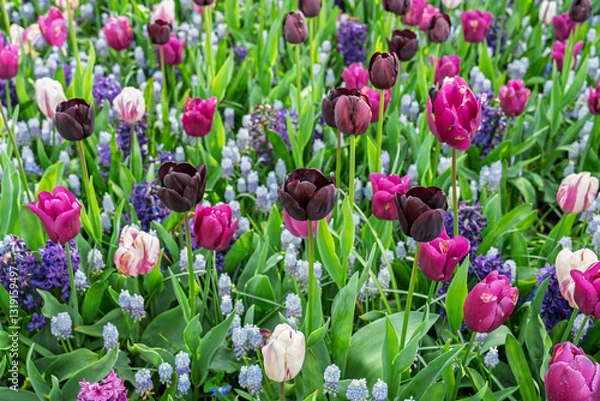 Fototapeta Photo of tulips in various colors and other flowers.
