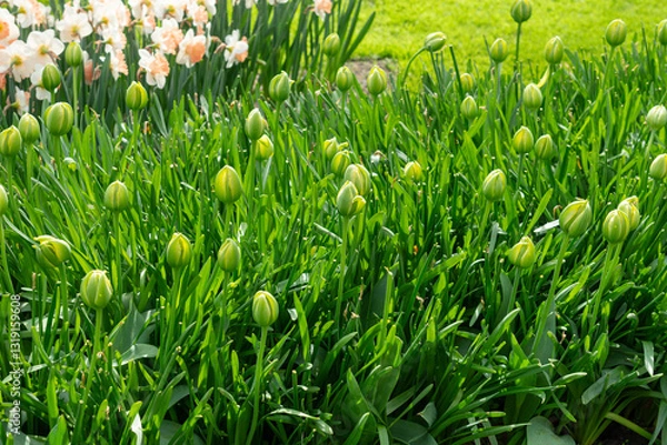 Fototapeta Photo of tulip buds planted in a garden