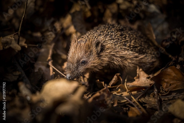 Obraz hedgehog in leaves in spring