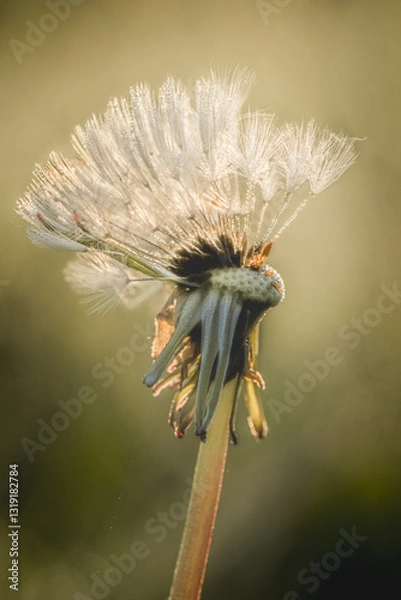 Fototapeta A withering dandelion captured in warm golden light, highlighting the delicate seeds and fading petals. A symbol of change, fragility, and the fleeting nature of time