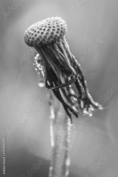 Fototapeta A monochrome close-up of a withered dandelion, covered in dewdrops. The delicate textures and soft light evoke a sense of stillness, decay, and quiet beauty in nature