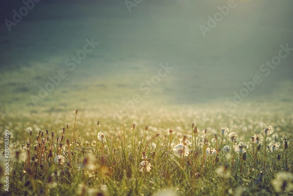 Fototapeta A vast meadow filled with dandelions bathed in soft morning sunlight. The golden hues and dewdrops create a serene, dreamlike atmosphere, capturing the beauty of nature at dawn