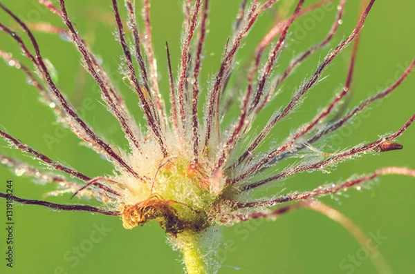 Fototapeta A flower head covered in morning dew drops glistens in the soft light. The fine hair-like strands create a mesmerizing pattern against a blurred green background, highlighting nature’s fragile beauty.