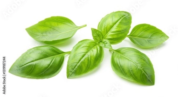 Fototapeta Fresh Basil Leaves Isolated on White Background