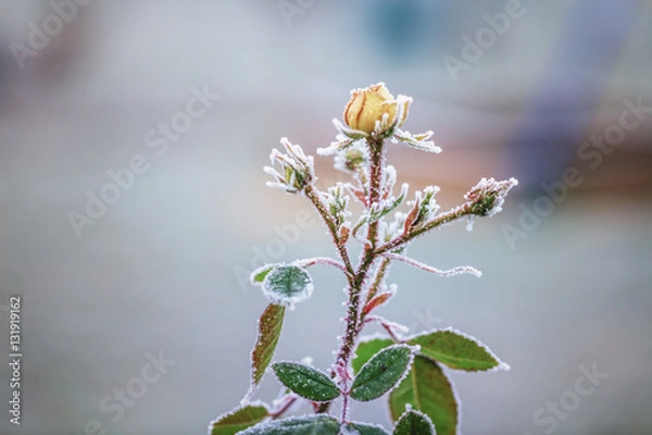 Obraz gefrorene Rose