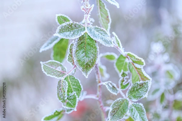 Obraz gefrorene Blätter