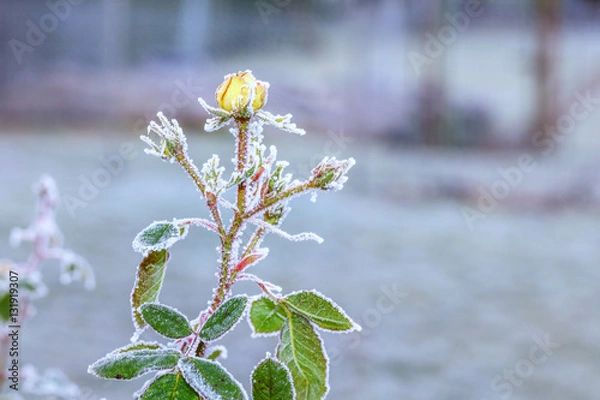 Obraz gefrorene Rose