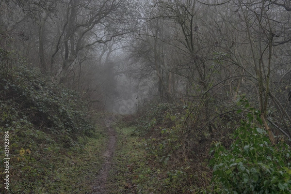 Obraz Path through misty woods