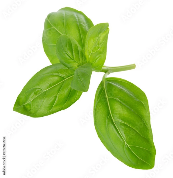 Fototapeta Close up of fresh green basil herb leaves isolated on transparent background. Sweet Genovese basil