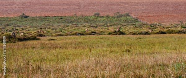 Fototapeta marsh area with native grass and shrubs with the upper section separated by barbed wire fence from an area of ​​land where corn has already been harvested with straw spread over the land.