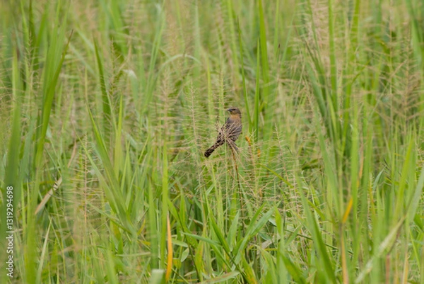 Fototapeta lone bird hiding in grass vegetation with tall stems and seeds on marshland