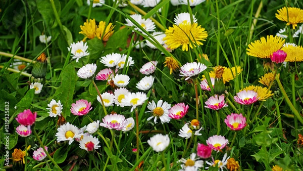 Obraz Belis mit löwenzahn