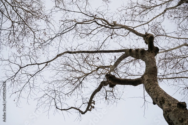 Obraz Tree in winter against a clear sky