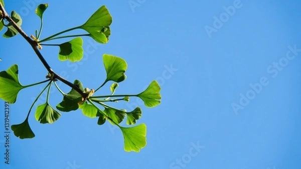 Obraz Green leaves of a gingo tree on a branch against a clear blue sky.