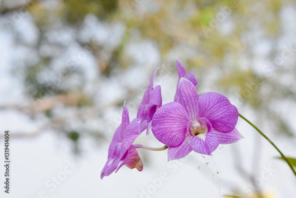 Obraz close-up view of vibrant purple orchids. The petals display delicate veins and are richly colored, with the center of each flower showcasing white and yellow tones.
