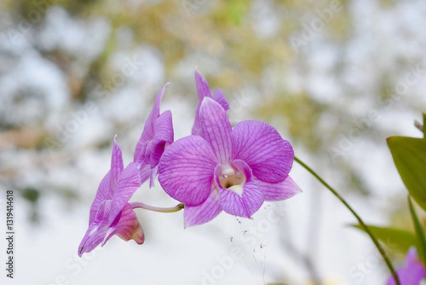 Obraz close-up view of vibrant purple orchids. The petals display delicate veins and are richly colored, with the center of each flower showcasing white and yellow tones.