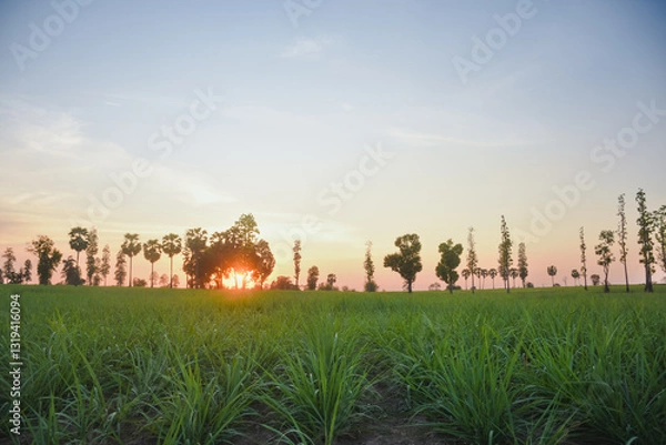 Obraz peaceful landscape during sunset. The sun is partially hidden behind a group of scattered trees, casting a warm orange glow across the sky.