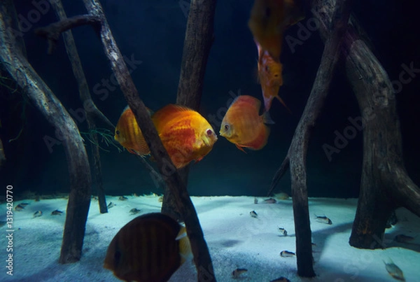 Obraz Red, Orange Discus fish swimming in the clean sea underwater with colorful corals background