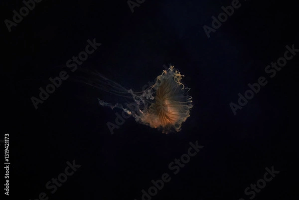 Fototapeta solitary jellyfish gracefully glides through the water, its translucent body and long, trailing tentacles creating a mesmerizing sight. The soft, ethereal glow of the jellyfish against the dark