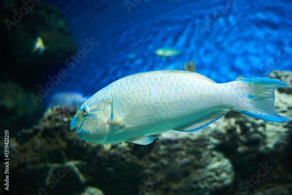 Obraz Scarus ghobban (Blue Barred Parrotfish) fish swimming in the clean sea underwater with colorful corals background