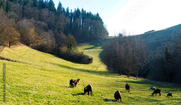 Obraz Ziegen bei der Eichelspitze