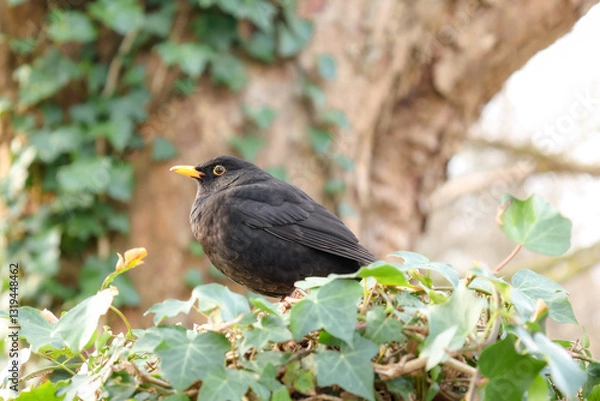 Obraz blackbird on a branch in the park