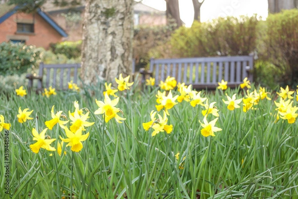 Obraz Spring, daffodils in the garden.