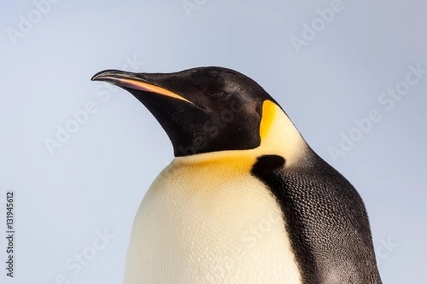 Obraz Emperor penguin portrait