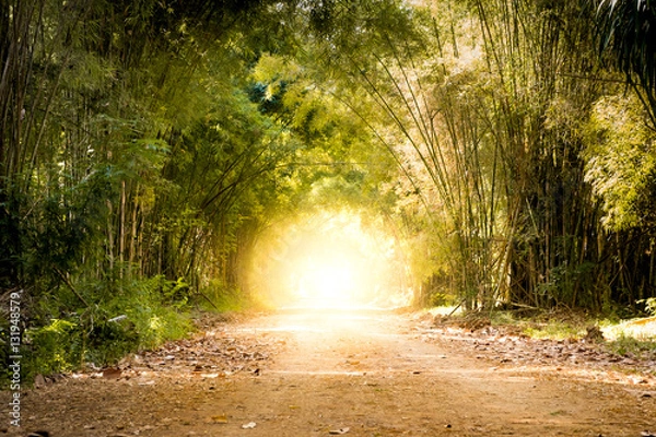 Fototapeta road through bamboo forest and light end the end of tunnel - concept