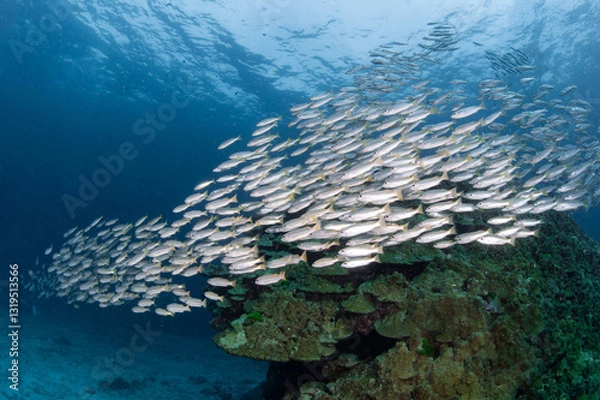 Fototapeta School of two spot snapper fish at Racha Island, a popular dive site with crystal clear water in Phuket, Thailand. Underwater marine life behavior