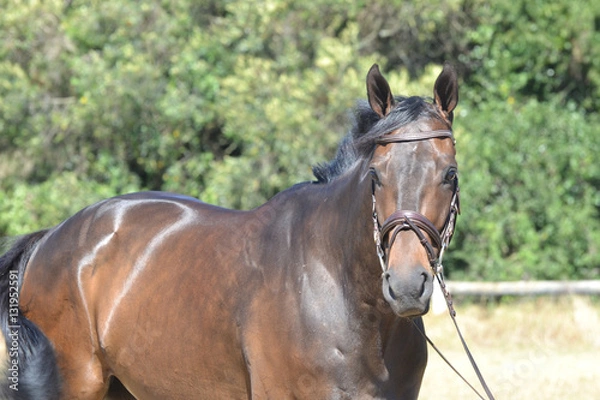 Obraz Braunes Pferd mit Trense