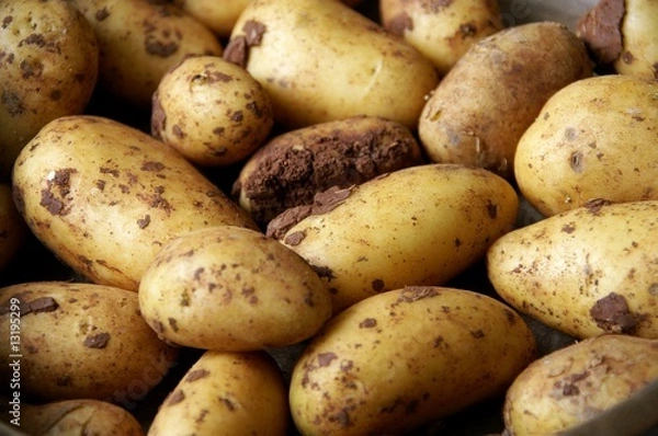 Obraz Bio Kartoffeln