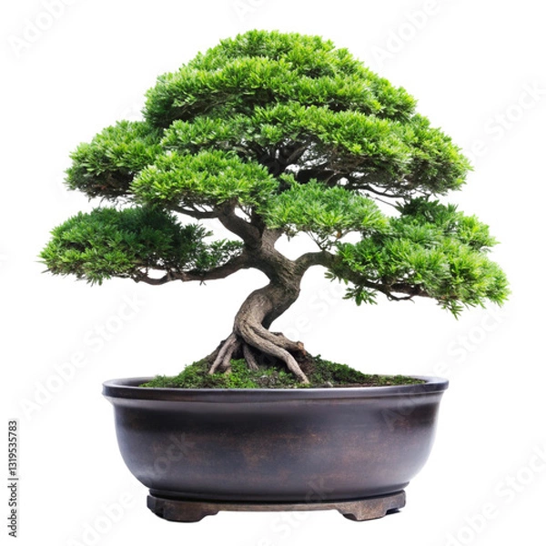 Fototapeta bonsai tree isolated on white