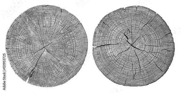 Obraz Cross section of tree trunk showing growth rings on white background. wood