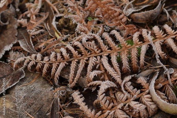 Fototapeta Hoarfrosted fern leaves orange and yellow, autumnal ferns for natural autumn background, autumn in forest, ferns pattern, ferns background. 